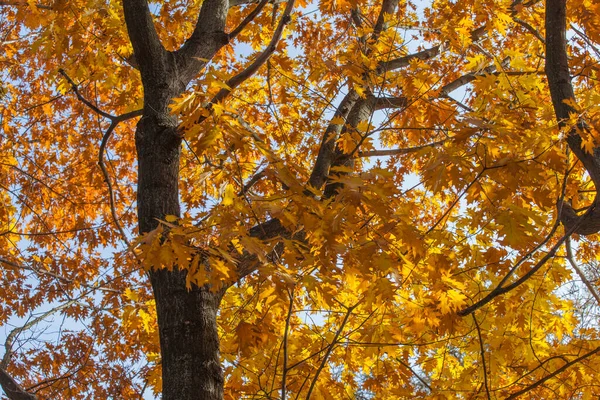 Schöne Herbstliche Eichenblätter Auf Zweigen Einem Sonnigen Tag — Stockfoto