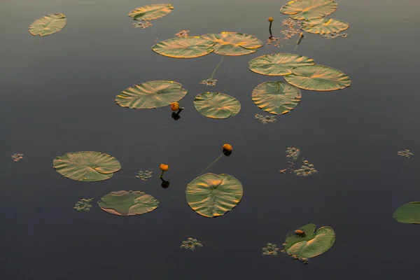 Feuilles Nénuphar Surface Eau Sombre — Photo