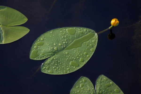 water lily leaves on the surface of the dark water,  close-up