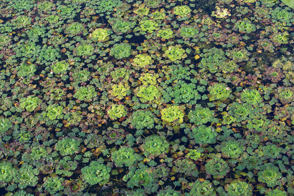 Trapa bicornis, Trapa natans (Horn nut, Water caltrops, buffalo nut) ; Floating plants, leaves on surface water is rhombus shaped, green with reddish spread. The leaf edge are serrated, like sawtooth.