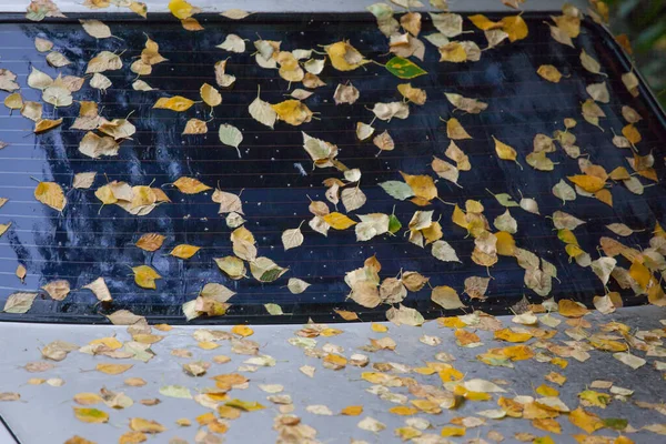 Feuilles Automne Tombées Sur Capot Humide Pare Brise Voiture — Photo