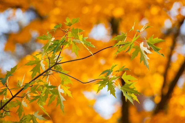 Gelbe Ahornblätter Gegen Den Blauen Himmel Einem Strahlenden Herbsttag — Stockfoto