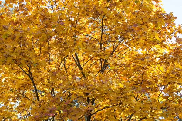 Gelbe Ahornblätter Gegen Den Blauen Himmel Einem Strahlenden Herbsttag — Stockfoto