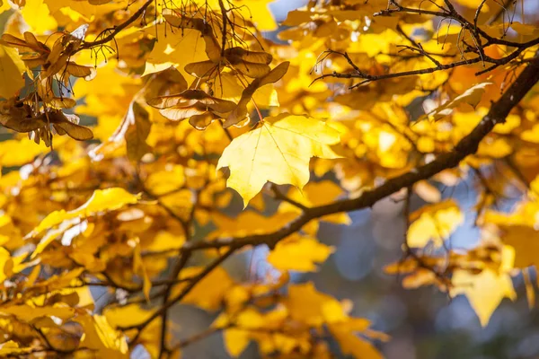 Gelbe Ahornblätter Gegen Den Blauen Himmel Einem Strahlenden Herbsttag — Stockfoto