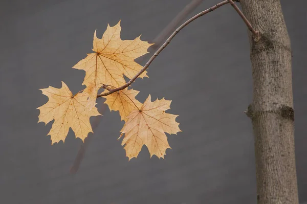 Die Letzten Ahornblätter Einem Ast Spätherbst — Stockfoto