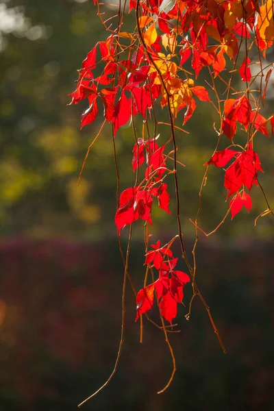 Rote Blätter Von Wilden Trauben Herbstpark — Stockfoto