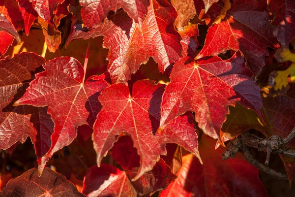 Herbst Efeu Blätter Auf Einer Grauen Wand Hintergrund — Stockfoto