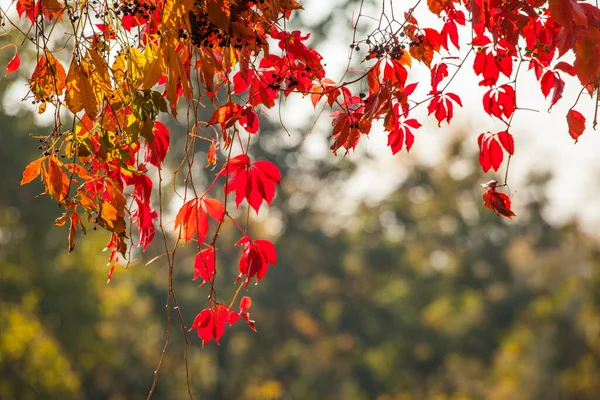 Rote Blätter Von Wilden Trauben Herbstpark — Stockfoto