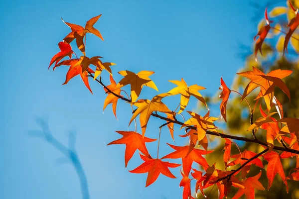 Roter Herbst Ahorn Blättert Gegen Den Blauen Himmel — Stockfoto