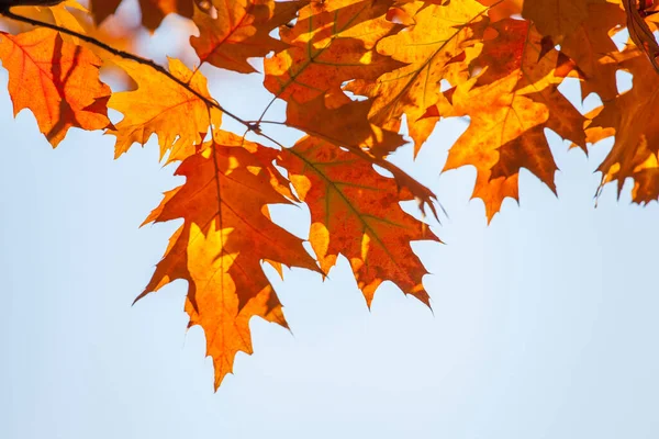 Krásné Podzimní Dubové Listy Větvích Slunečného Dne — Stock fotografie