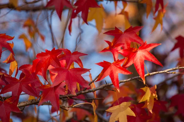 Roter Herbst Ahorn Blättert Gegen Den Blauen Himmel — Stockfoto