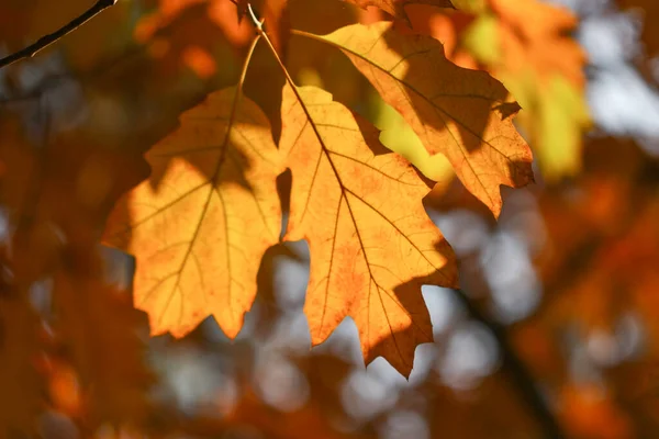 Schöne Herbstliche Eichenblätter Auf Zweigen Einem Sonnigen Tag — Stockfoto