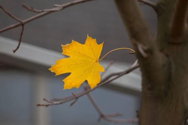 Einsames Herbst Ahornblatt Auf Einem Zweig — Stockfoto