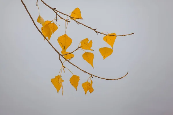 Последние Желтые Осенние Листья Ветке — стоковое фото