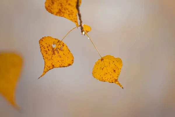 Laatste Gele Herfstbladeren Een Tak — Stockfoto