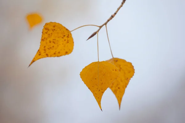 Poslední Žluté Podzimní Listí Větvi — Stock fotografie