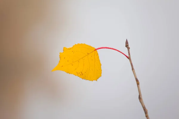 Laatste Gele Herfstblad Een Tak — Stockfoto