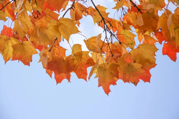 Helle Herbstliche Ahornblätter Gegen Den Blauen Himmel — Stockfoto
