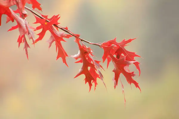 Schöne Herbstliche Eichenblätter Auf Zweigen Einem Sonnigen Tag — Stockfoto