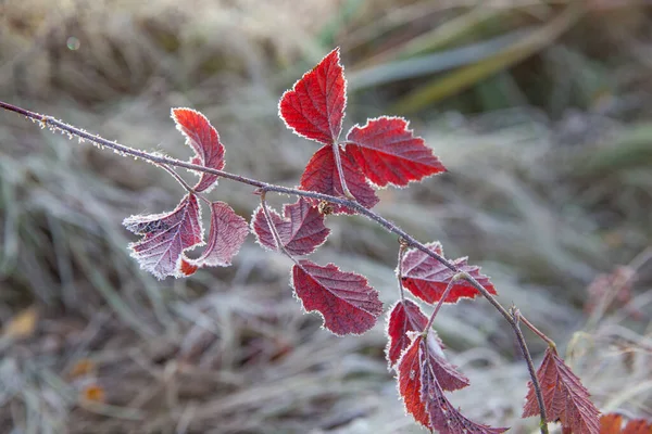 Красные Листья Ежевики Инеем — стоковое фото