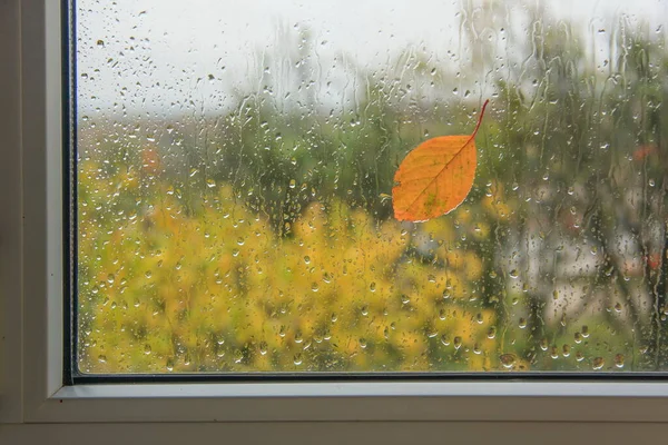 Herbstblatt Und Regentropfen Auf Einer Fensterscheibe — Stockfoto