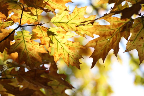 Schöne Herbstliche Eichenblätter Auf Zweigen Einem Sonnigen Tag — Stockfoto