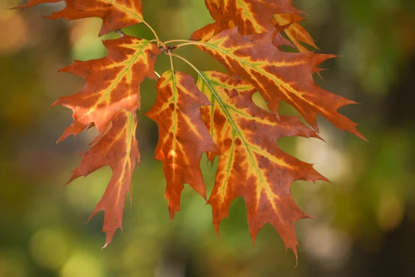 Krásné Podzimní Dubové Listy Větvích Slunečného Dne — Stock fotografie