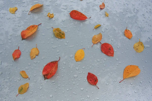 Gevallen Herfst Bladeren Natte Auto Kap — Stockfoto