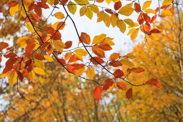 Schöne Herbstliche Buchenblätter Auf Ästen — Stockfoto
