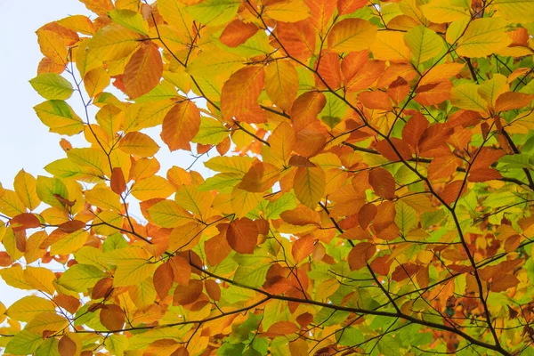 Schöne Herbstliche Buchenblätter Auf Ästen — Stockfoto