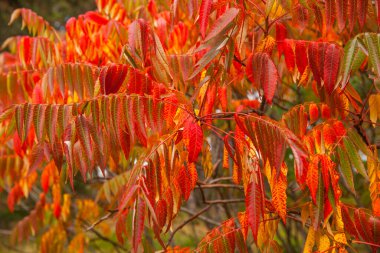 Güneşli bir günde Parlak sonbahar yaprakları