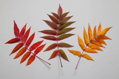  Beyaz arka planda güzel sonbahar yaprakları