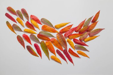  Beyaz arka planda güzel sonbahar yaprakları