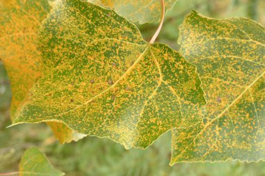 Sonbaharda kavak yaprağı, yakın plan.