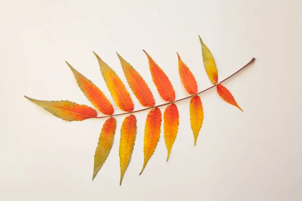 Красивые Осенние Листья Белом Фоне — стоковое фото