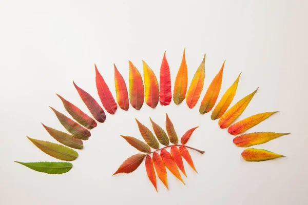 beautiful autumn leaves on a white background