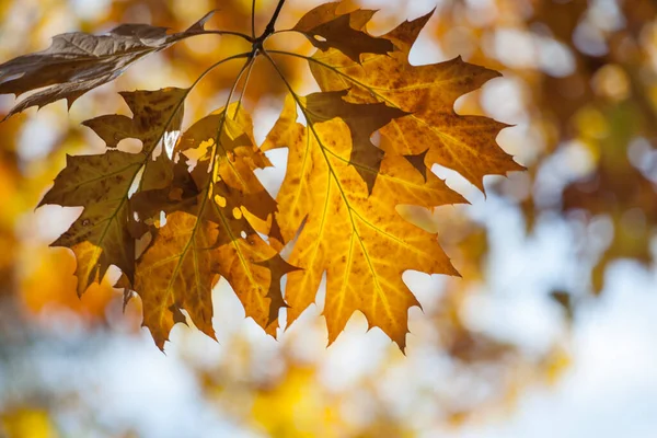 Nahaufnahme Herbst Eichenblätter Auf Einem Ast Vor Blauem Himmel — Stockfoto