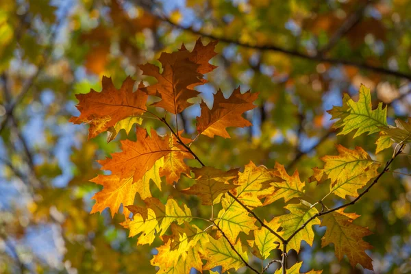 Detailní Podzim Dub Listy Větev Proti Modré Obloze — Stock fotografie