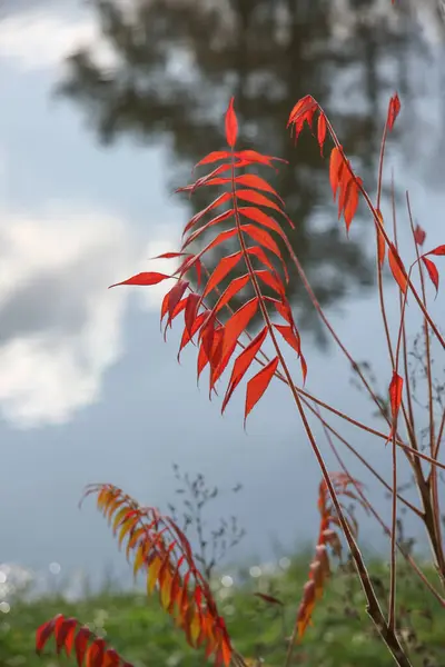 Helle Herbstblätter Auf Einem Hintergrund Aus Wasser — Stockfoto