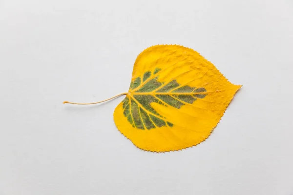 Осенний Дождливый День Желтая Липа Оконном Стекле — стоковое фото