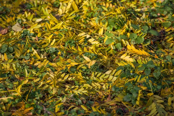 Teppich Aus Herbstblättern Auf Dem Boden — Stockfoto