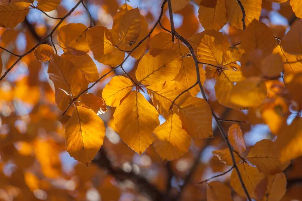 Schöne Herbstliche Buchenblätter Auf Ästen — Stockfoto