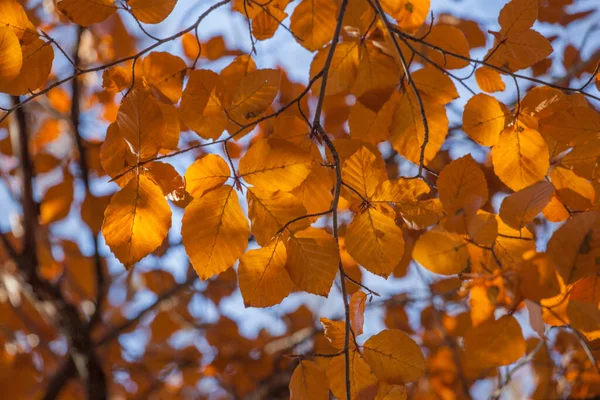 Schöne Herbstliche Buchenblätter Auf Ästen — Stockfoto