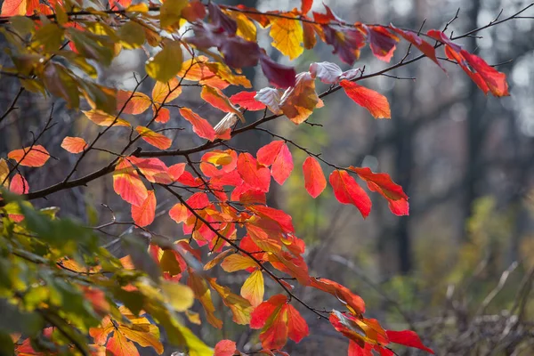 Schöne Herbstblätter Zweigen — Stockfoto
