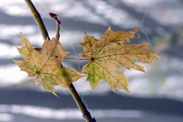 Laatste Blaadjes Een Tak Late Herfst — Stockfoto