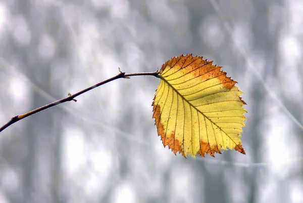 晩秋の枝の最後の葉は — ストック写真