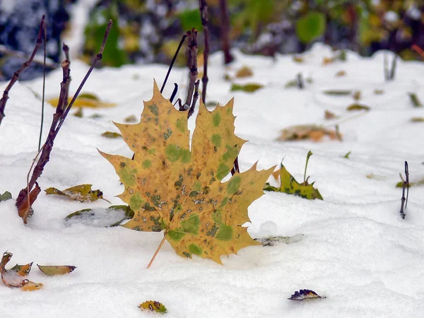 Падшие Осенние Листья Снегу — стоковое фото