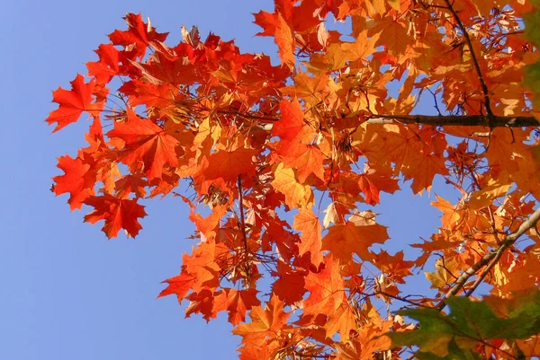 Helle Herbstblätter Eines Ahornbaums Vor Blauem Himmel — Stockfoto