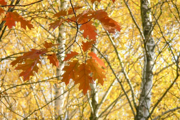 Helle Herbstliche Eichenblätter Auf Einem Ast — Stockfoto