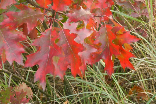 Hojas Brillantes Roble Otoño Una Rama —  Fotos de Stock